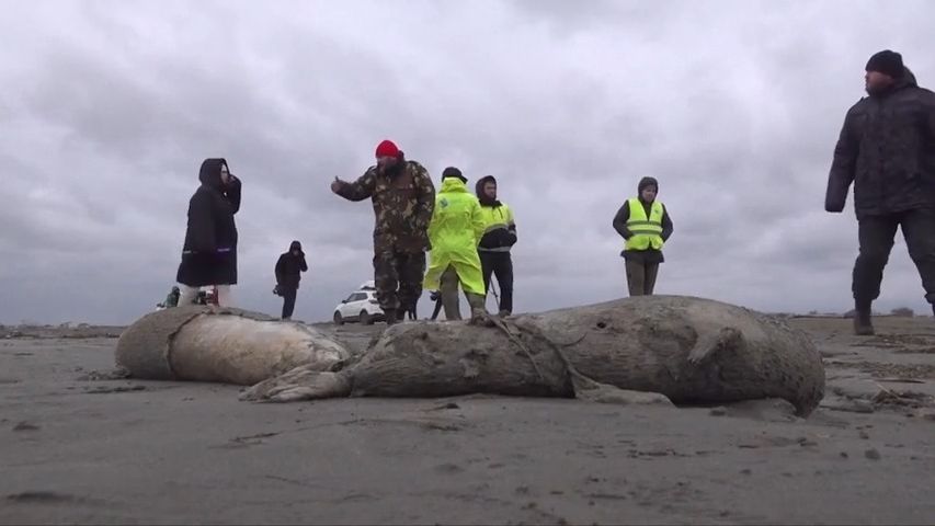 Záhada v Kaspickém moři. Ruské pláže pokryly tisíce uhynulých tuleňů